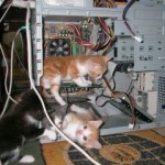 where's that mouse??