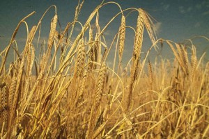 barley