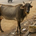 indian-cow