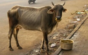 dairy