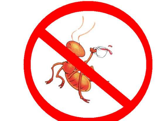 How-to-Kill-Ants